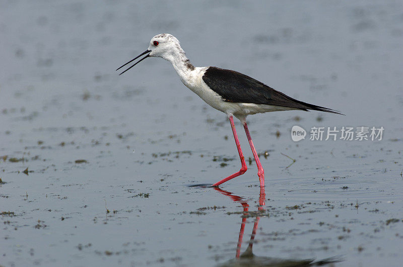 黑翼高跷(Himantopus Himantopus)